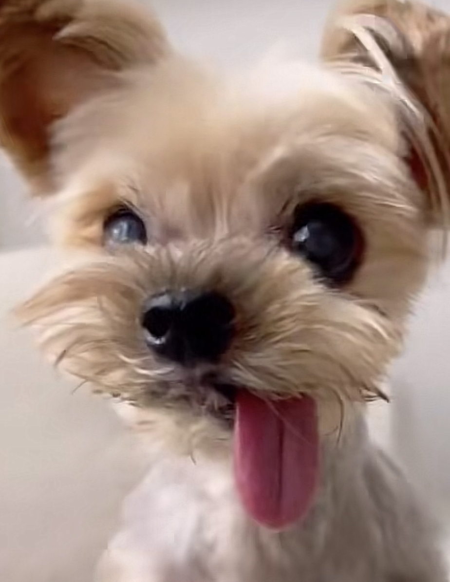 A dog with its tongue hanging on the side